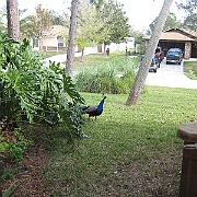 011208 Peacocks in the yard